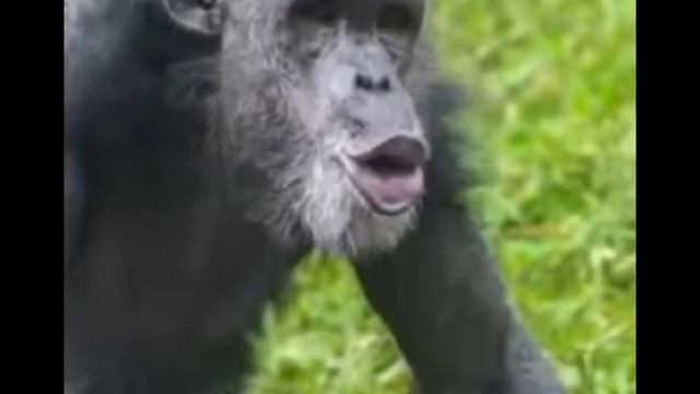 Monkey 👍 смотреть онлайн