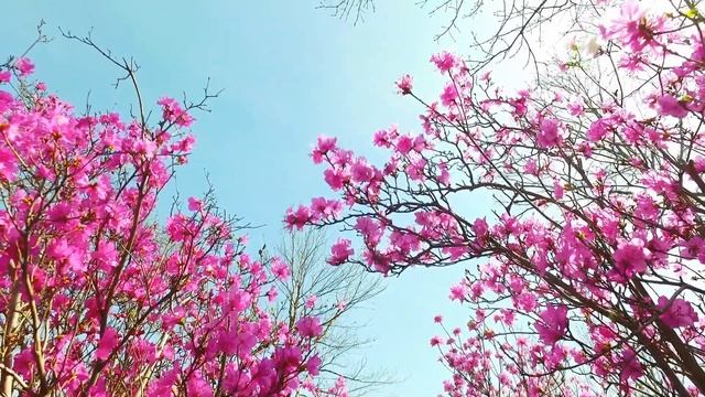 Красота природы весенних цветов. Удивительный мир Весны (4К UHD) смотреть онлайн