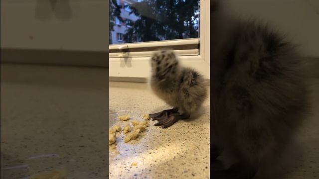 Сказки о Животных