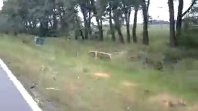 Трактор смотреть онлайн