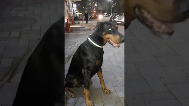 Доберман это навсегда смотреть онлайн