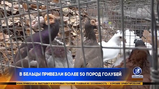Выставка голубей в г.Бельцы смотреть онлайн