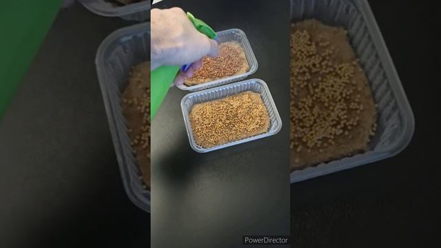 Урожай уже через неделю. Микрозелень?