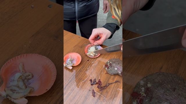 Морской гребешок. Поймали. Как почистить? Видеоинструкция у меня! Гаражи Териберки, если что смотреть онлайн