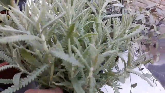 Suculentas e cactos, compradas na Ceagesp смотреть онлайн