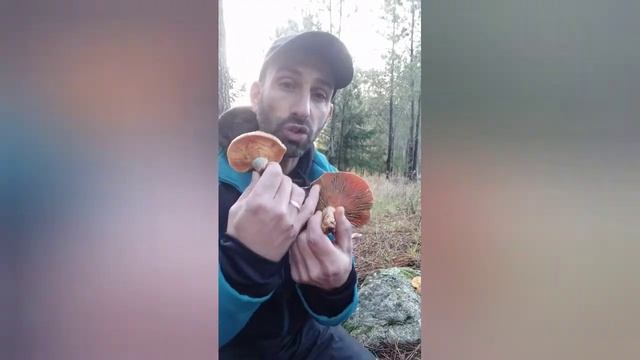 Lactarius deliciosus смотреть онлайн