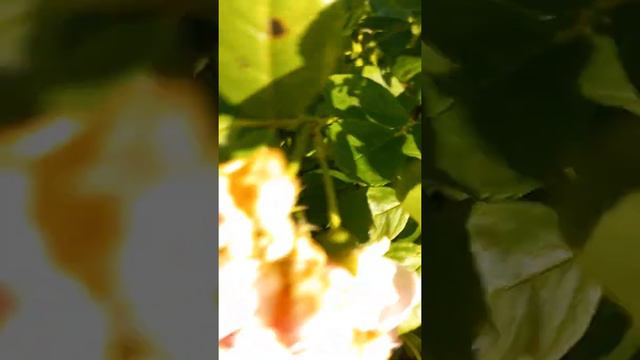 Последний месяц лета 😔 смотреть онлайн