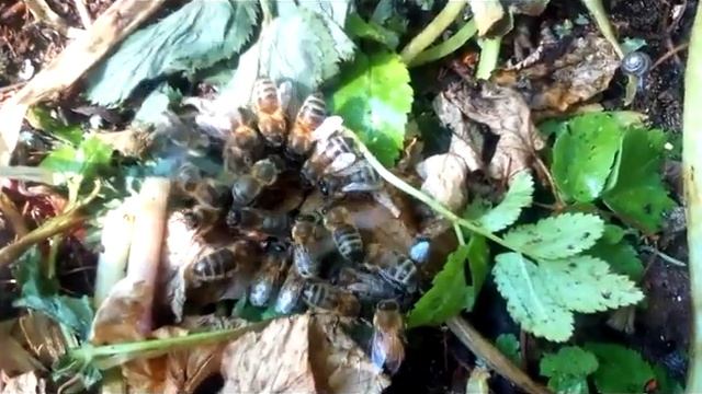 НЕУДАЧА ! ГИБЕЛЬ РОЕВОЙ МАТКИ ! (скоро на канале) Хутор LV #пчеловодство #рой #снять_рой смотреть онлайн