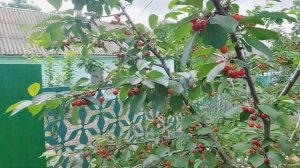 Сорт вишни "Чудо вишня" (обзор урожая).