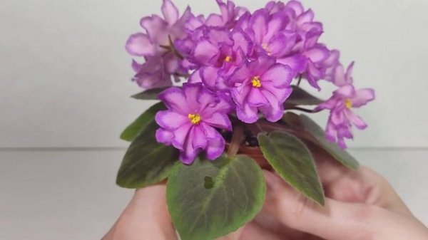 Rob's Zipper Zapper (полумини)