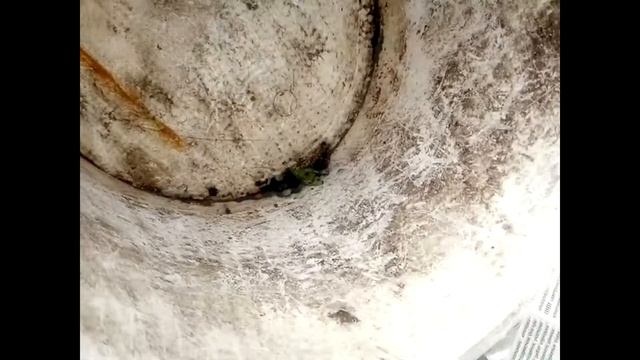Как я борюсь с колорадским жуком. Крематорий для колорадского жука. смотреть онлайн