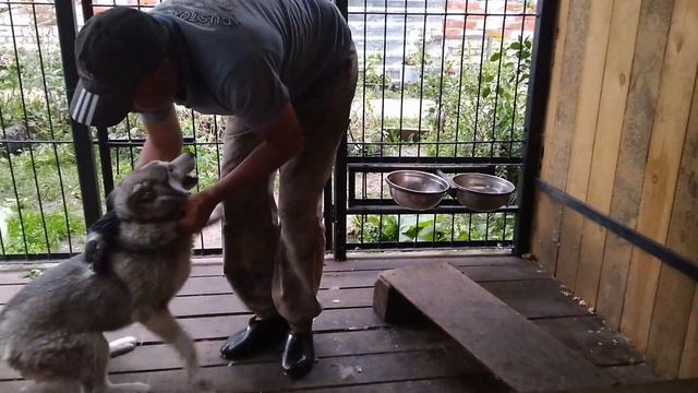 История о том, как у меня хотели забрать мою шерсть . смотреть онлайн