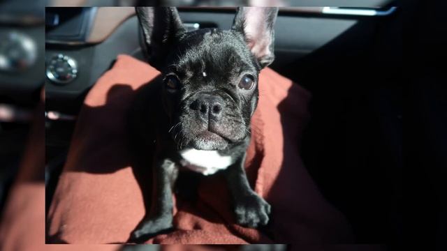 10.03.20 / Кексу 1 год?/Французский Бульдог