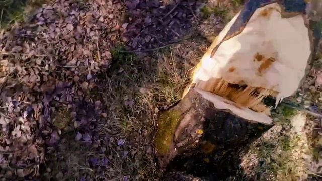 ПОКАТУШКА К ТАРЗАНКЕ НА ВОСХОДЕ 3М ( Упало дерево?) смотреть онлайн