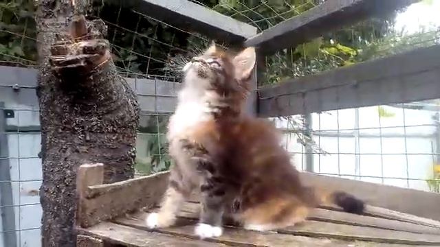 #Питомник #LifeMaya #Клубная #девочка #МейнКун смотреть онлайн