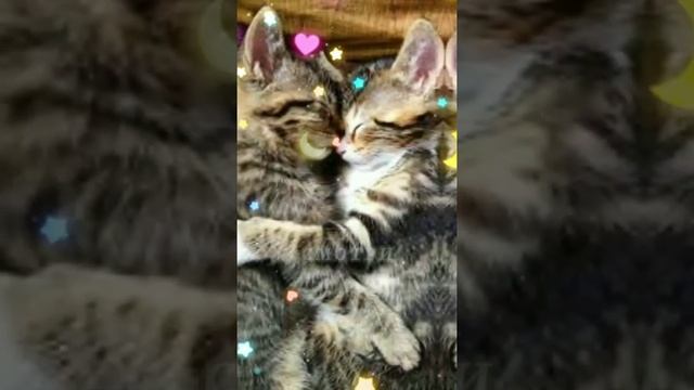 ДОБРОЙ НОЧИ ! Сладких снов ! смотреть онлайн