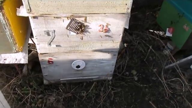 весенняя стимулирующая подкормка пчел , в чем ее особенности и зачем она нужна смотреть онлайн