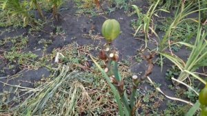 Лилейники, размножение семенами.