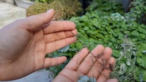 Дихондра - как сохранить зимой?