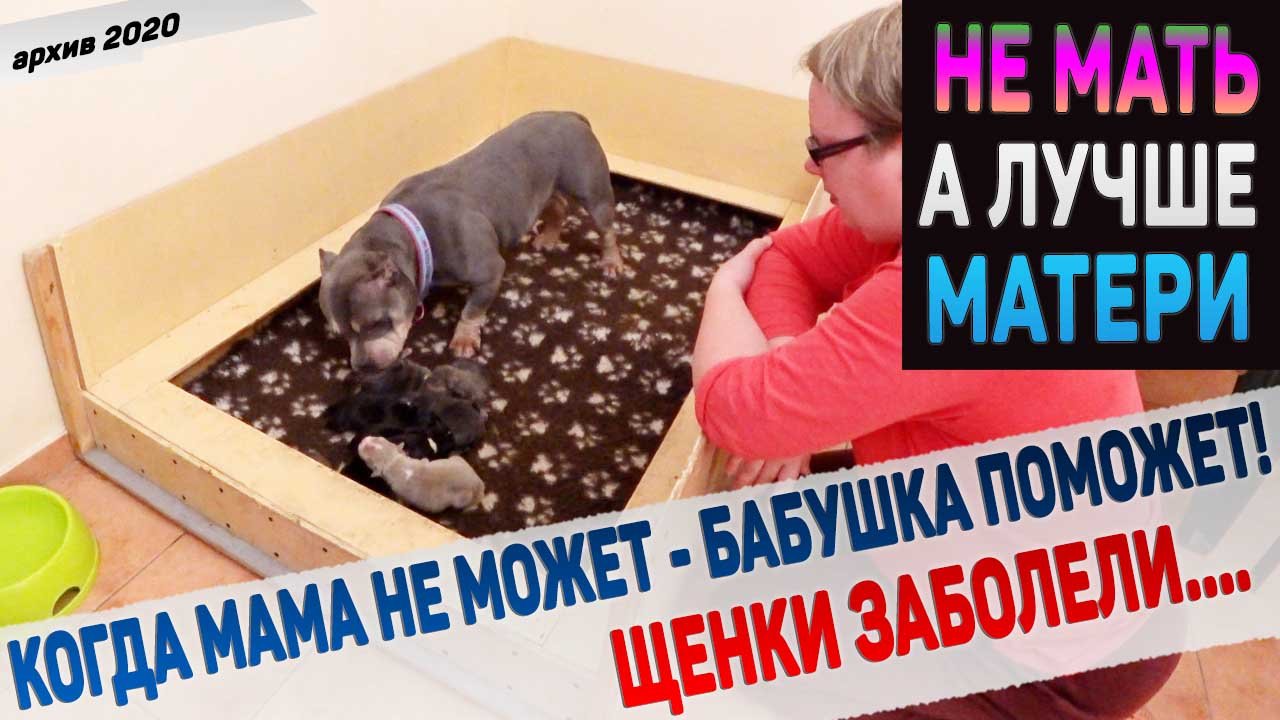 Бабушка собака показала неумелой маме щенков как надо ухаживать за детьми! смотреть онлайн