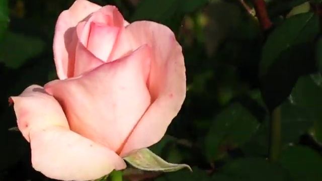 САЖЕНЦЫ РОЗ, РОЗА "ФЛАМИНГО" смотреть онлайн
