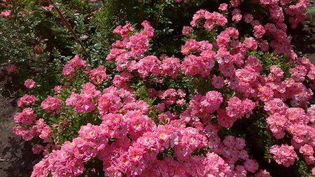 Якщо ви любите троянди, ви обов'язково маєте посадити Ферді 😍 смотреть онлайн