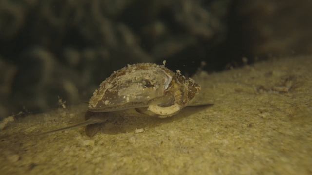 Acute Bladder Snail смотреть онлайн