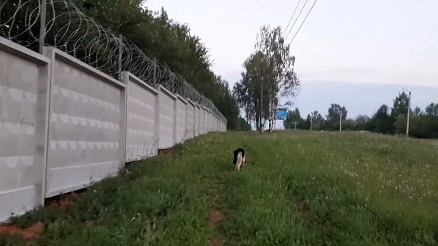 Овчар Дар - охранная собака. Охраняет забор и колючую проволоку смотреть онлайн