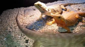 Совместное содержание Бородатых Агам