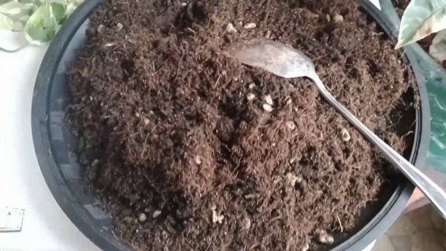 HOW TO CARE AND PROPAGATE N- JOY POTHOS II EPIPREMNUM AUREUM II TESSA MARIE'S VLOG смотреть онлайн