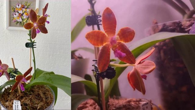 P. Black Lion 'Spotted Prince', philippinensis x schilleriana, Little Emperor peloric, Super Maya смотреть онлайн