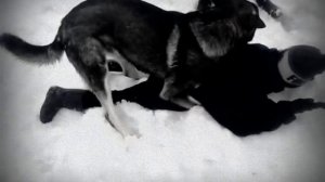 сабака~vs~человек