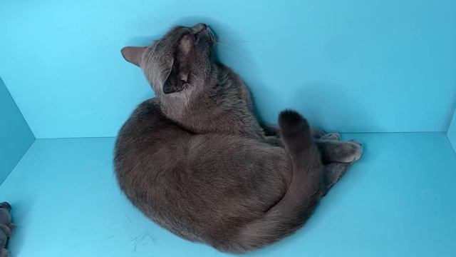 Почему мы заводим дома питомцев - кошек, собак и других домашних животных в городских квартирах смотреть онлайн