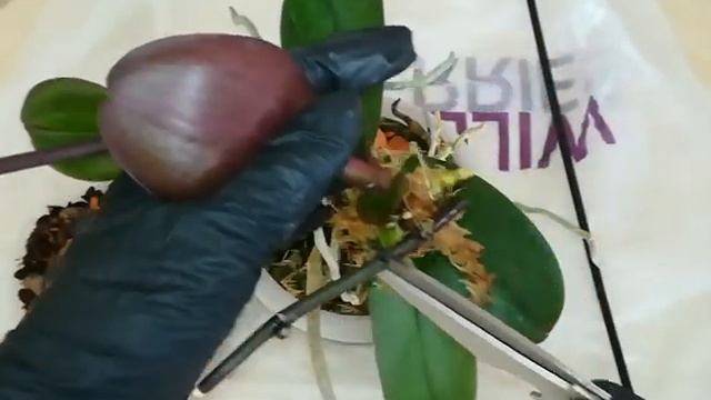 ОТДЕЛЕНИЕ И ПОСАДКА ДЕТКИ EYE CATCHER. ???❤️❣️ #orhids #PHALAENOPSIS #ORJIDEA #FLOR ❤️????? смотреть онлайн