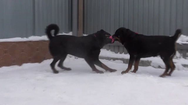 С новым годом зверье мое смотреть онлайн