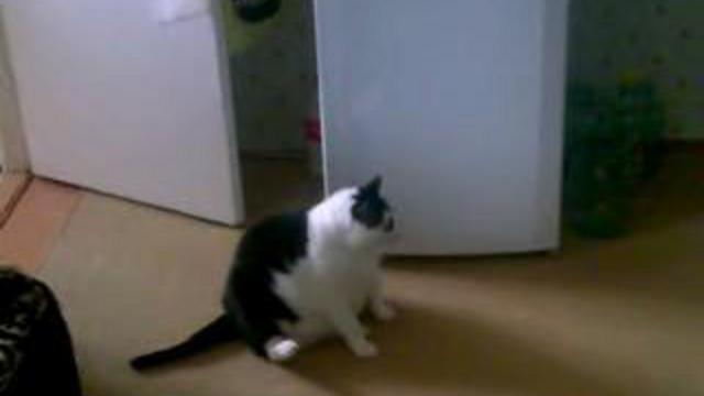 Кот ленивец смотреть онлайн