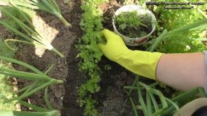 Как быстро проредить морковь и защитить от морковной мухи