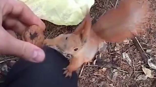 залипательное видео Эта белка ест из моих рук орехи смотреть онлайн