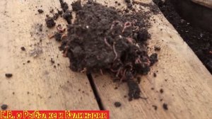 Как разводить червей для рыбалки на даче очень просто.  Очень много червей за неделю смотрите видео