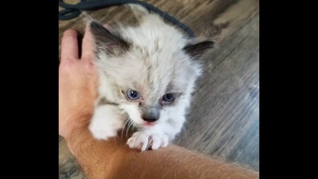 Володя шел домой и заметил в траве белобрысого котенка смотреть онлайн