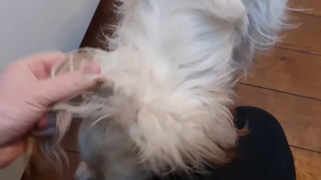 ЛИ СЯО. Алиса - Лиса. Алиса устала бороться с Максом за запасы. С Белым на кухне. Забавные моменты. смотреть онлайн