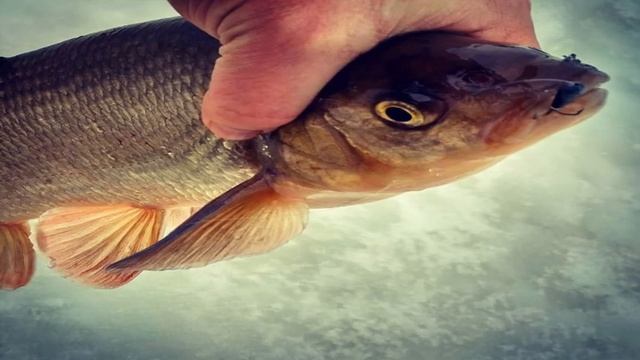 подводная охота Неопреновые костюмы увеличивают плавучесть. смотреть онлайн