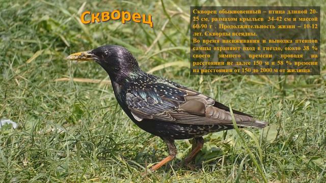 Онлайн-выставка "Редкие птицы" смотреть онлайн