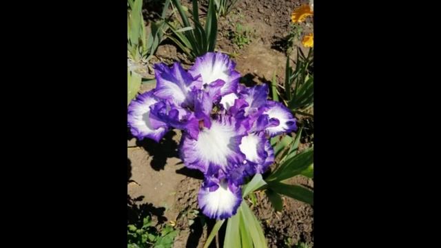 ПРОДАЖА ИРИСОВ ПОЧТОЙ. ГОТОВЛЮСЬ К СЕЗОНУ.ОБЗОР КОЛЛЕКЦИИ.ГОФРИРОВАННЫЕ ВИДЫ.ПРИГЛАШАЮ В СОЦСЕТИ. смотреть онлайн