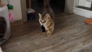 Бананчики - ОТКУДА МЕМ?