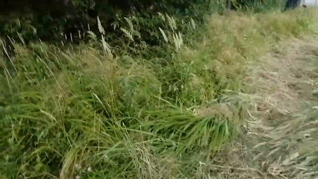 19.07.21,Замеры участка.Покос травы леской и диском.Заказы по +79241232444Стороженко Владимир смотреть онлайн