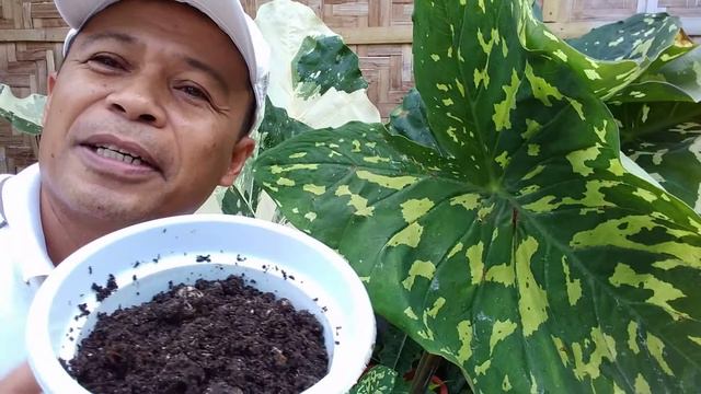 ALOCASIA CAMOUFLAGED HILO VARIETY PROPAGATION TIPS BY JOE PLANTITO смотреть онлайн