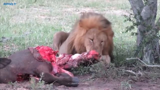 Львы Убили и Съели Антилопу, Львиный Прайд, Лев в деле смотреть онлайн