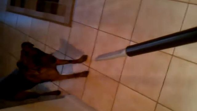 Funny dog attacks vaccum 2 смотреть онлайн