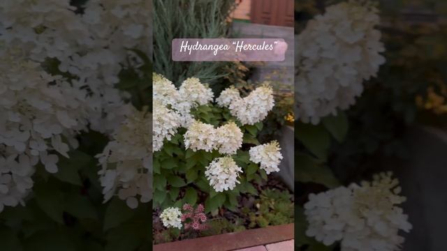 Метельчатая гортензия Геркулес #цветы #гортензияметельчатая #гортензии #flowers #сад #garden смотреть онлайн